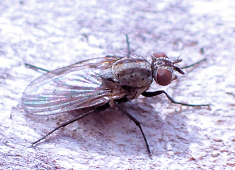Anthomyia oculifera