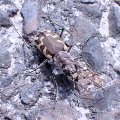 Cicindela formosa