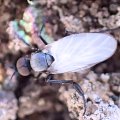 Rhamphomyia