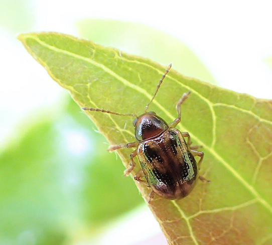 Genus Paria