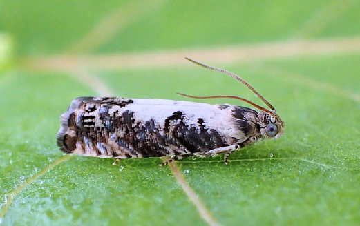 Pammene felicitana (Happy Pammene)