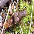 Platydracus maculosus