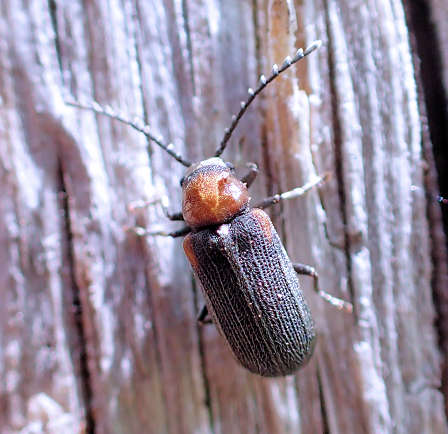 Eucrada humeralis