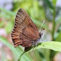 Callophrys augustinus
