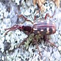 Arrenodes minutus