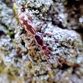 Arrenodes minutus