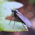 Empididae