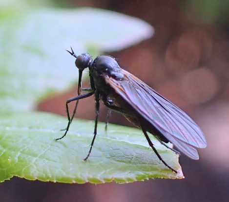 Family Empididae (Dagger Flies)