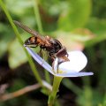 Rhingia nasica
