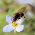 Rhingia nasica