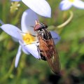 Rhingia nasica