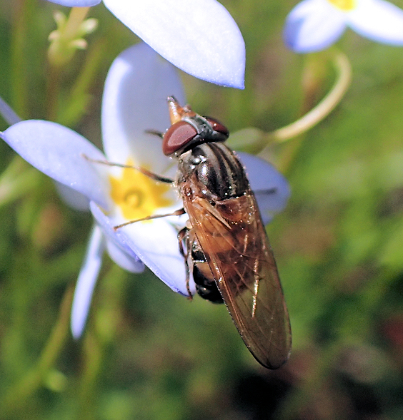 Rhingia nasica (American Snout Fly)