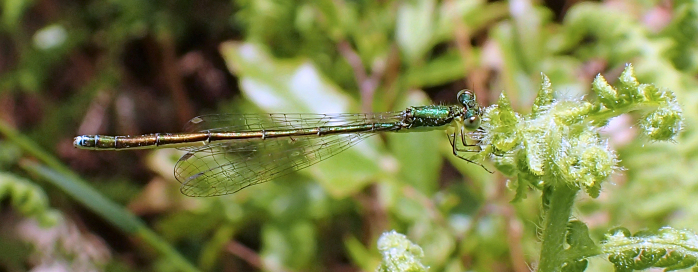 Nehalennia irene (Sedge Sprite)