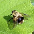 Volucella