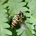 Xanthogramma flavipes