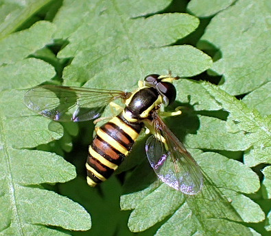 Xanthogramma flavipes (American Painted Fly)