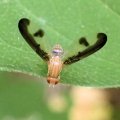 Toxonevra superba