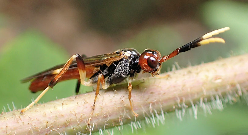 Macremphytus testaceus