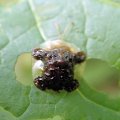 Helocassis clavata