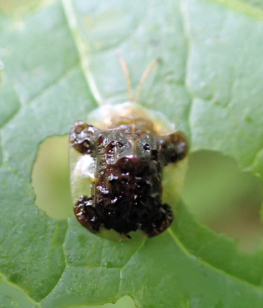 Helocassis clavata (Clavate Tortoise Beetle)