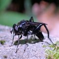 Chalcosyrphus chalybeus