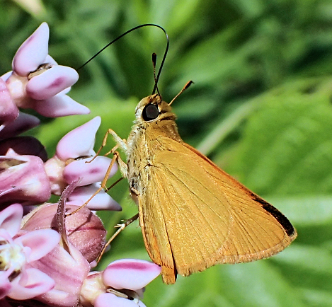 Anatrytone logan (Delaware Skipper)