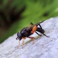 Chalcosyrphus curvaria