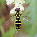 Xanthogramma flavipes