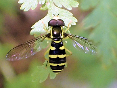 Xanthogramma flavipes (American Painted Fly)