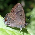 Satyrium calanus