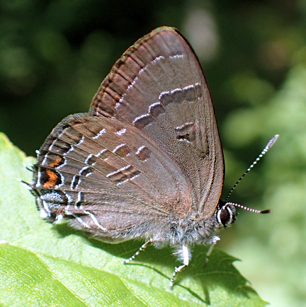 Satyrium calanus (Banded Hairstreak)