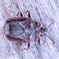 Brachyrhynchus membranaceus