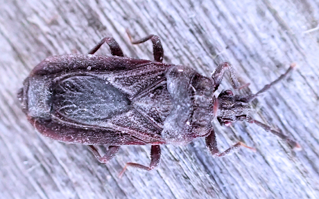 Brachyrhynchus membranaceus