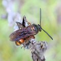 Scolia nobilitata