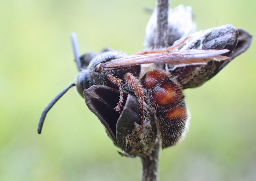 Scolia nobilitata (Noble Scoliid Wasp)