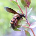 Scolia nobilitata