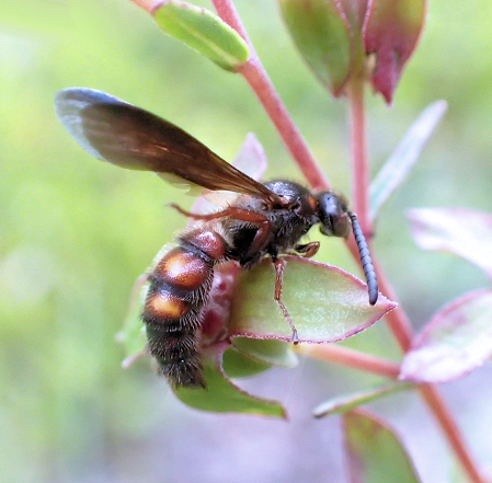 Scolia nobilitata (Noble Scoliid Wasp)
