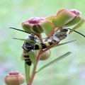 Dielis trifasciata