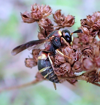 Euodynerus hidalgo (Hidalgo Mason Wasp)