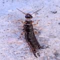 Euborellia annulipes