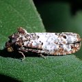 Epiblema carolinana