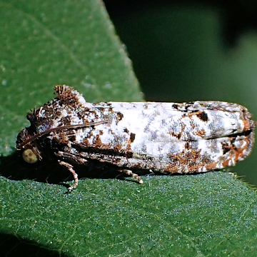 Epiblema carolinana (Gray-blotched Epiblema)