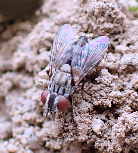 Genus Metopia