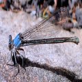 Argia moesta