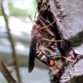 Tremex columba