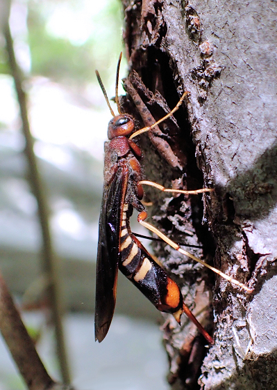 Tremex columba (Pigeon Tremex Horntail)