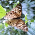 Asterocampa celtis