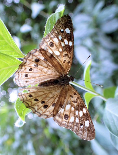 Asterocampa celtis (Hackberry Emperor)
