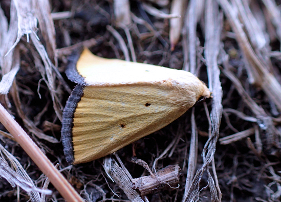 Marimatha nigrofimbria (Black-bordered Lemon Moth)