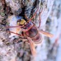 Vespa crabro